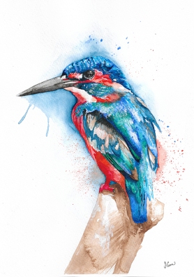 Kingfisher LOW_Res